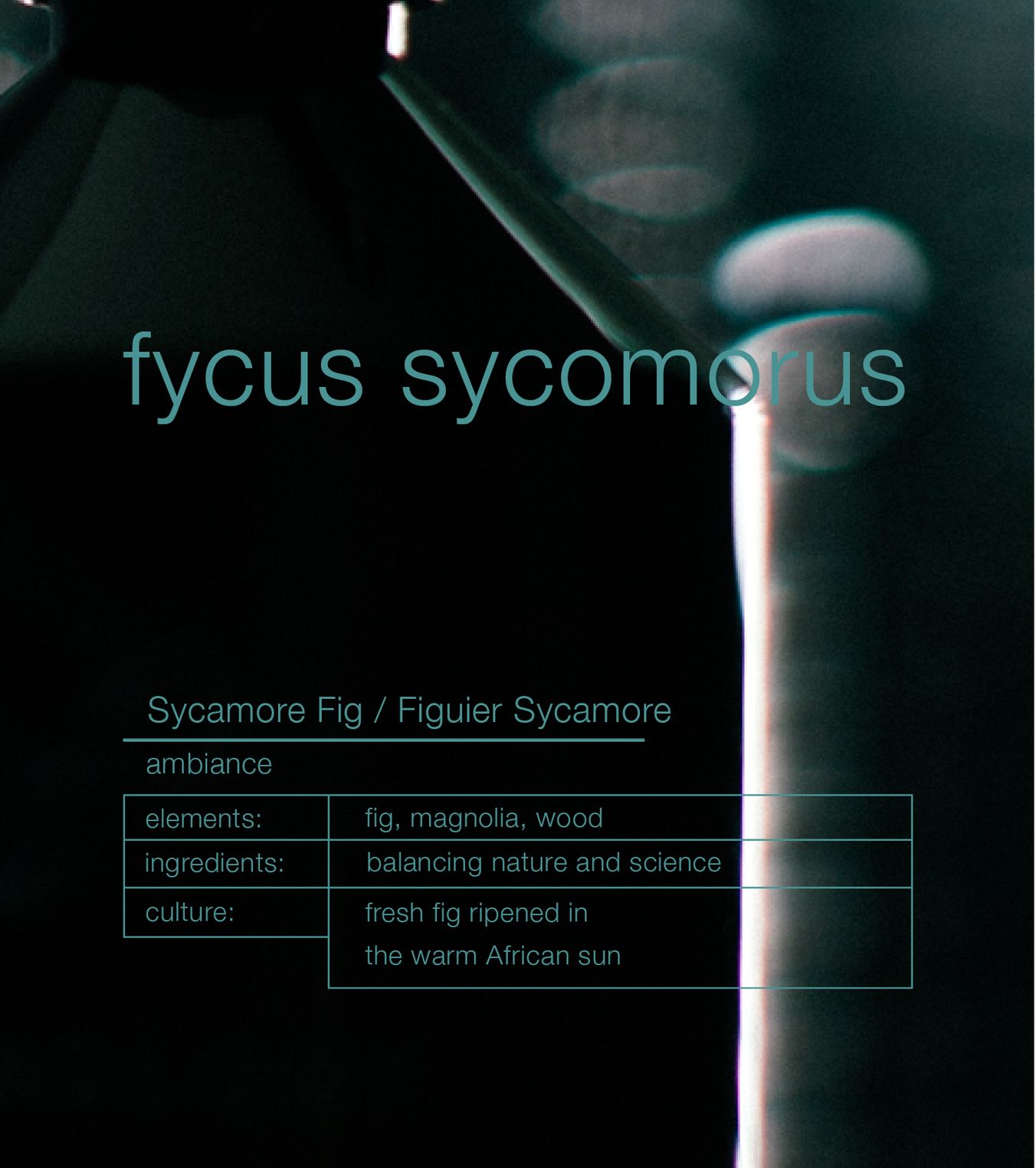 Fycus Sycomorus Sycamore Fig Ambiance Trigger Raumduft